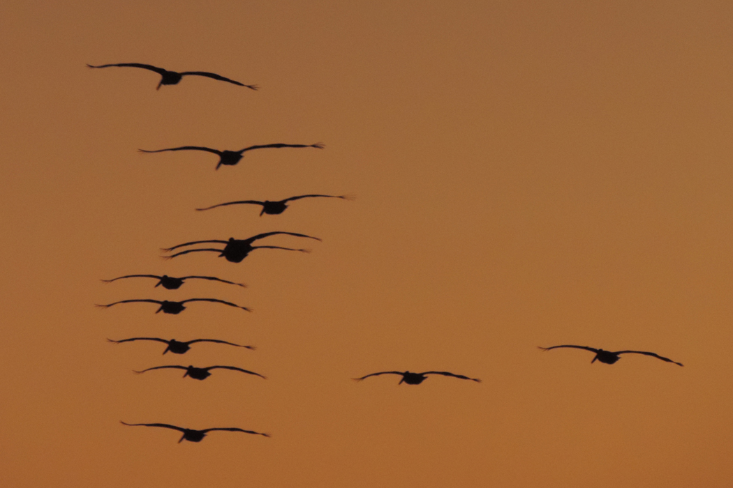 12 seabirds.jpg