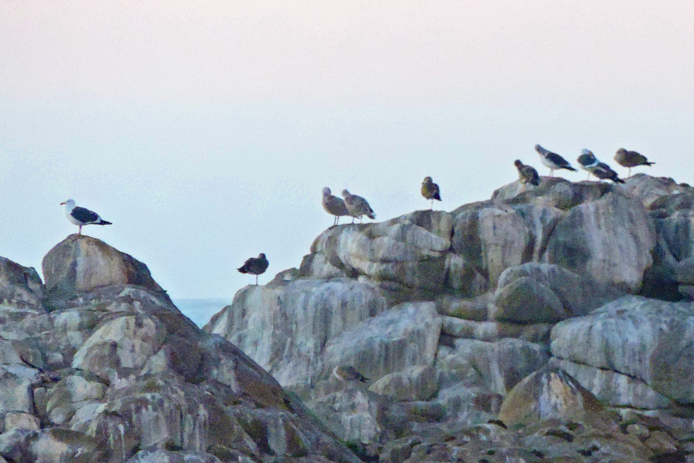 10seagulls.jpg