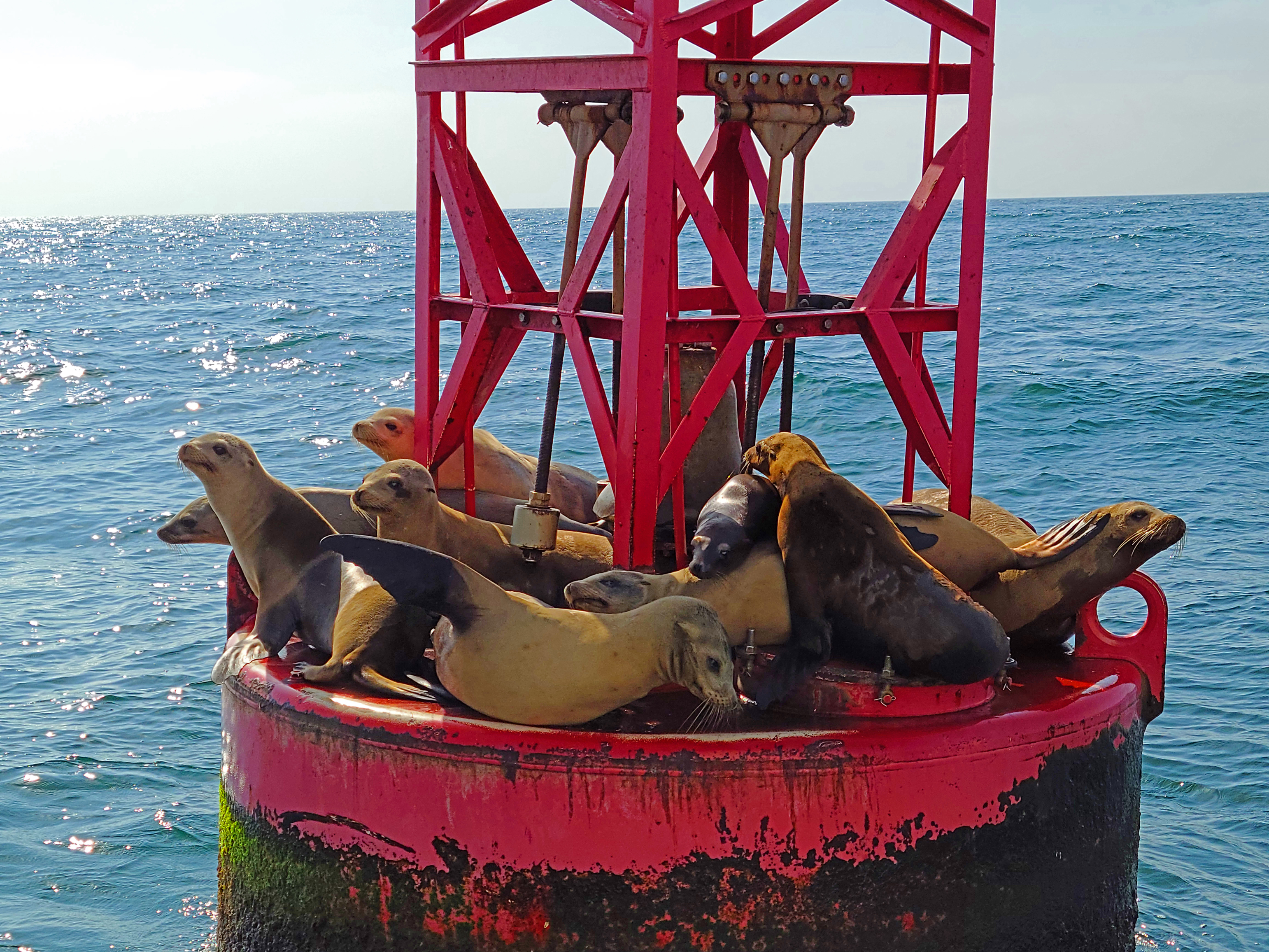 9 sea lions_edited-1.jpg