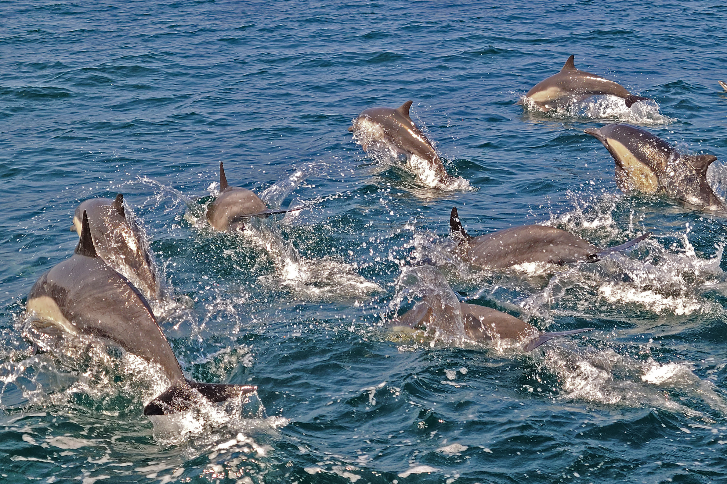 8dolphins.jpg