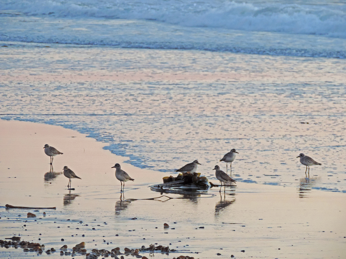 7sand pipers.jpg
