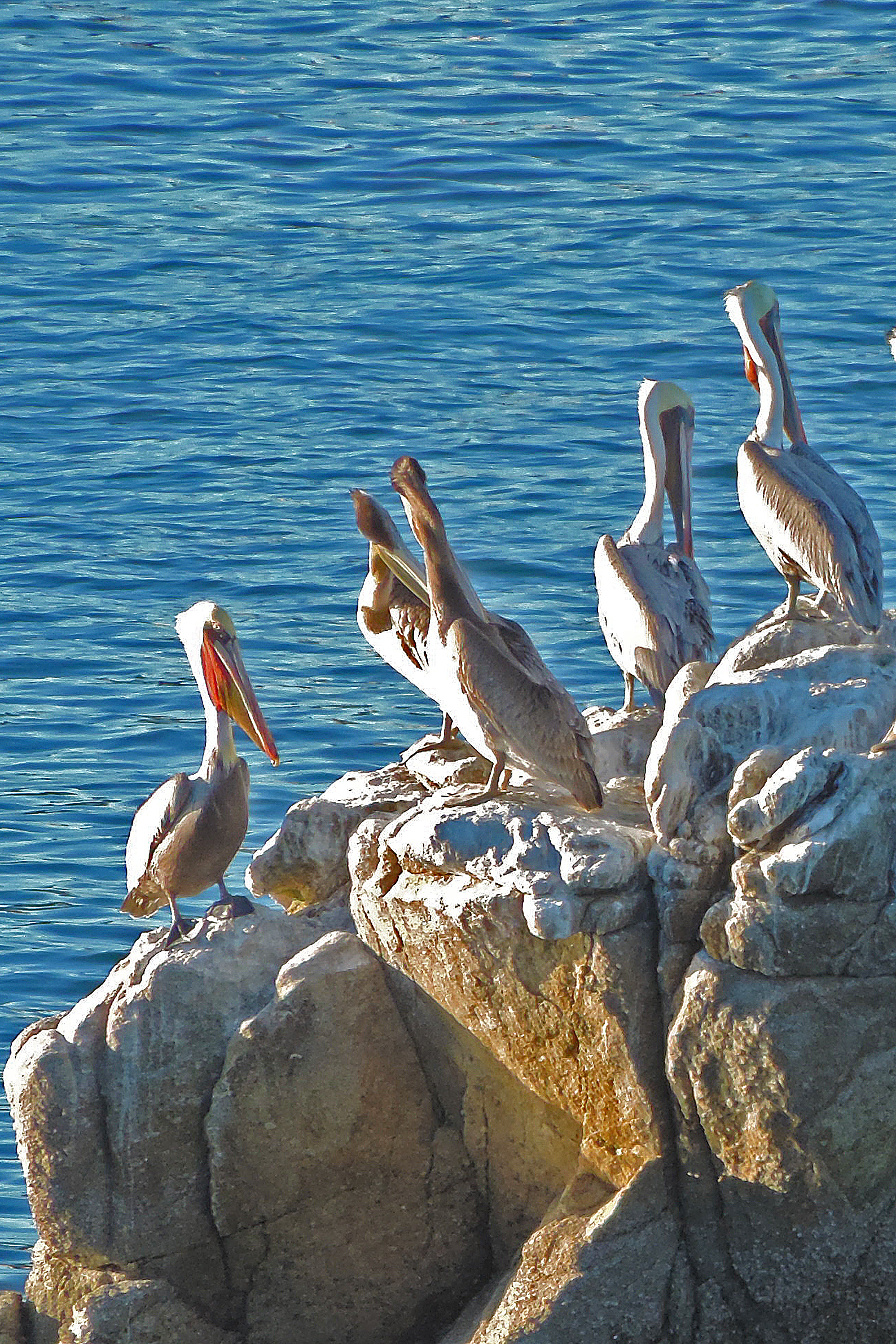 5pelicans.jpg
