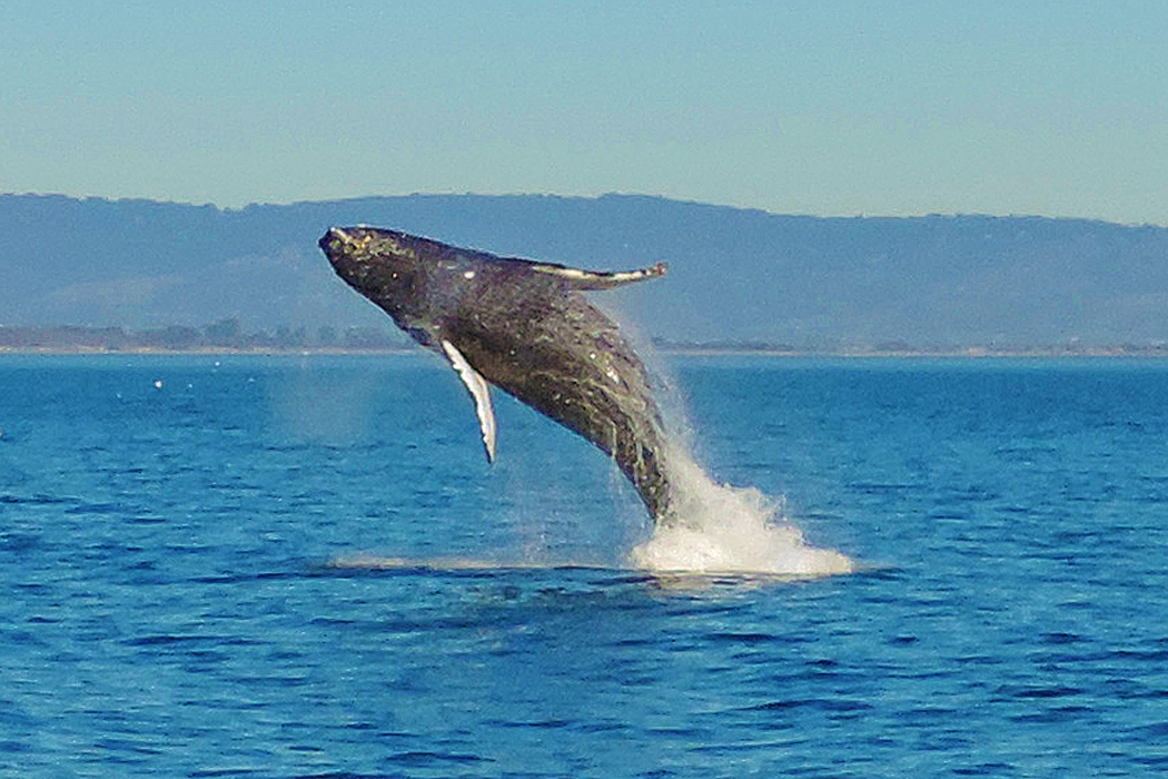 humpback.jpg