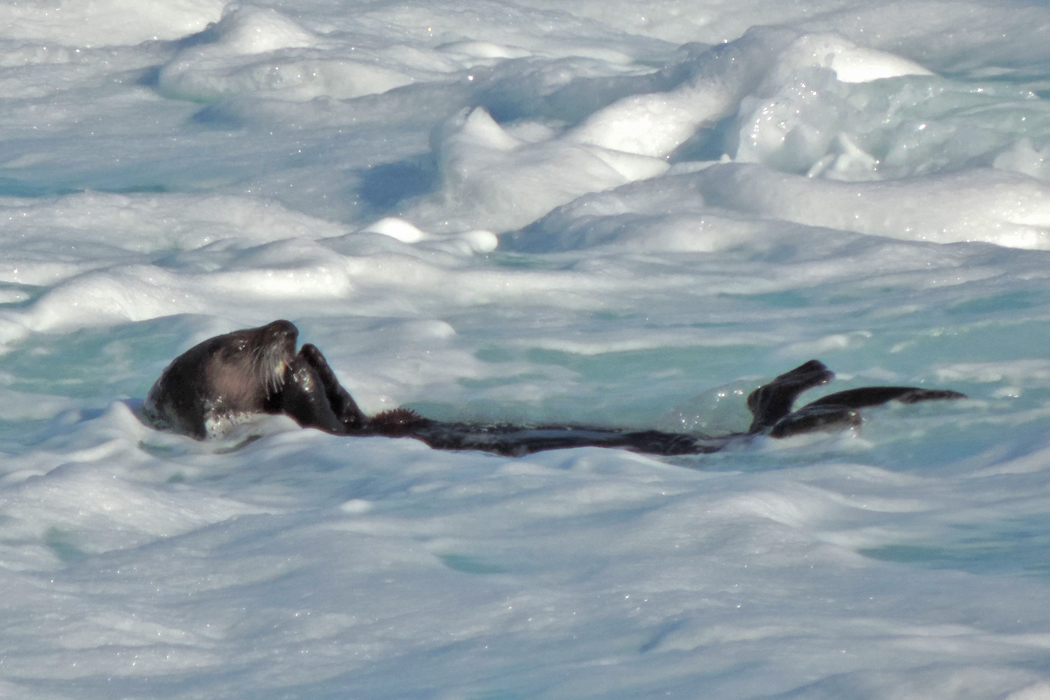 otter.jpg